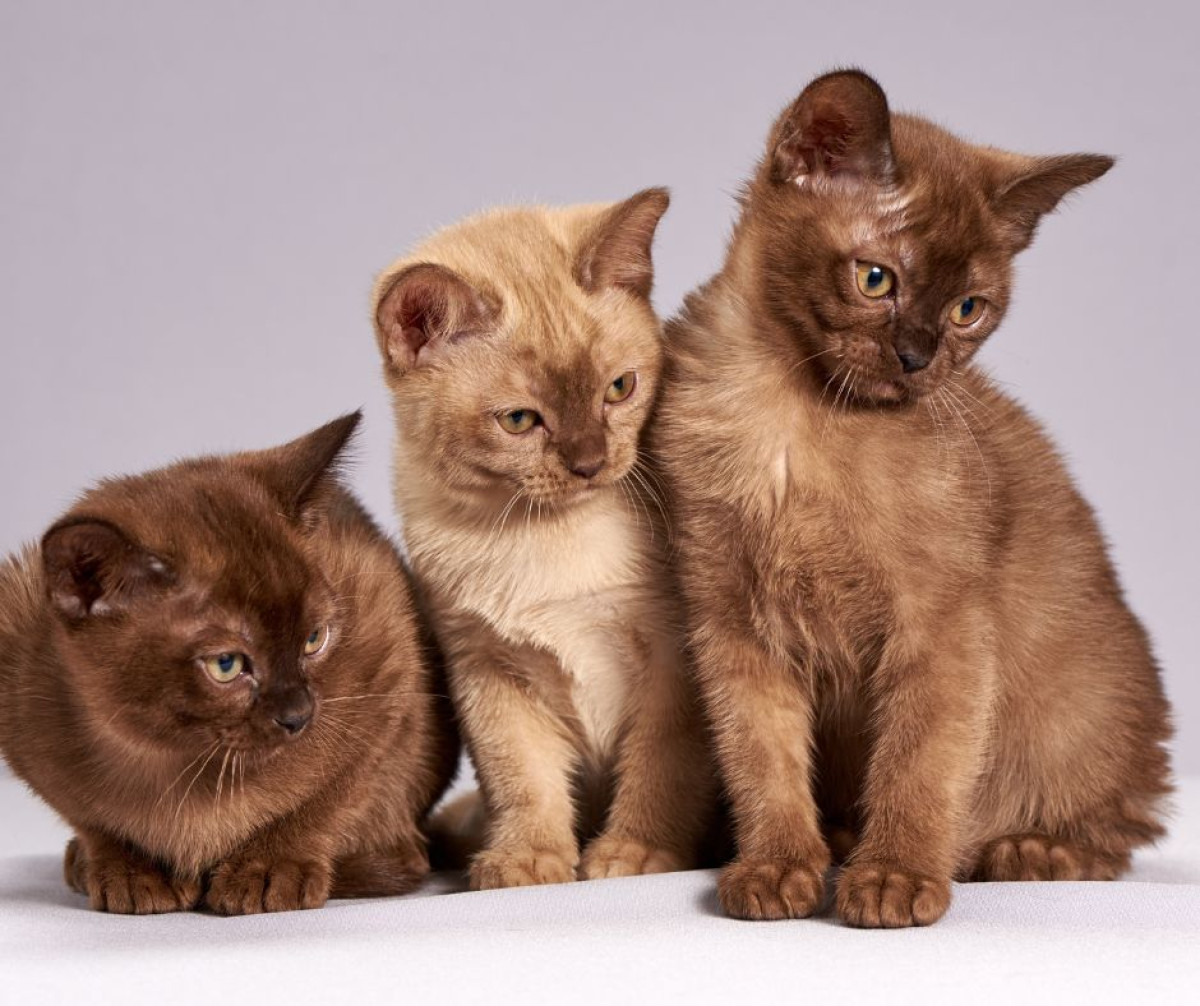 Burmese & Siamese Cat Coat Colour