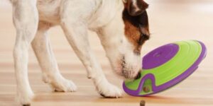 dog playing with nina ottosson puzzle