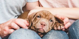 Cute puppy with family