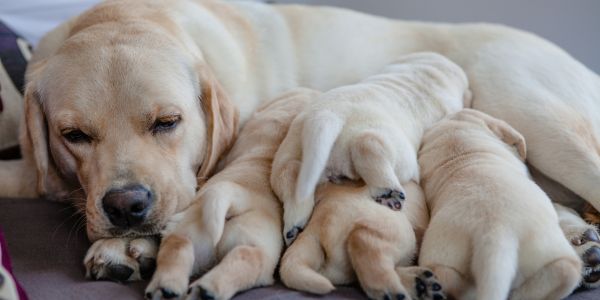 Litter of puppies resting with their mother