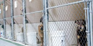 dogs for adoption at shelter