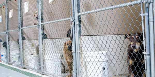 dogs for adoption at shelter