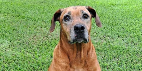 Frikkie Rhodesian Ridgeback