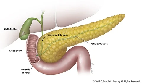 pancreas of dog