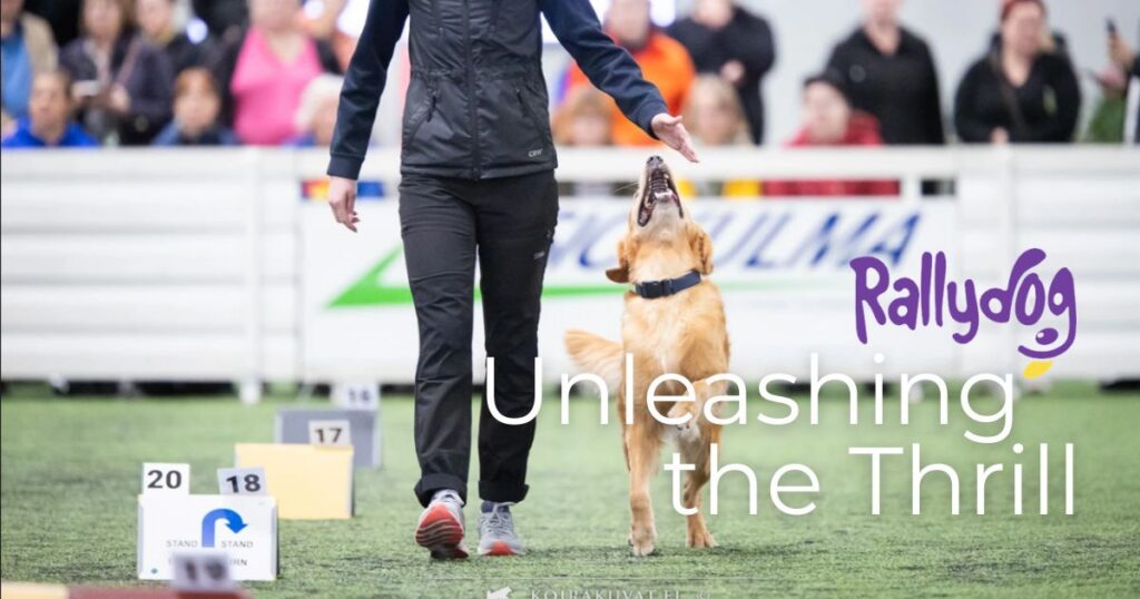 Loaded Dog Rally Unleash the Thrill: Rally Dog - WeLovePetsSA