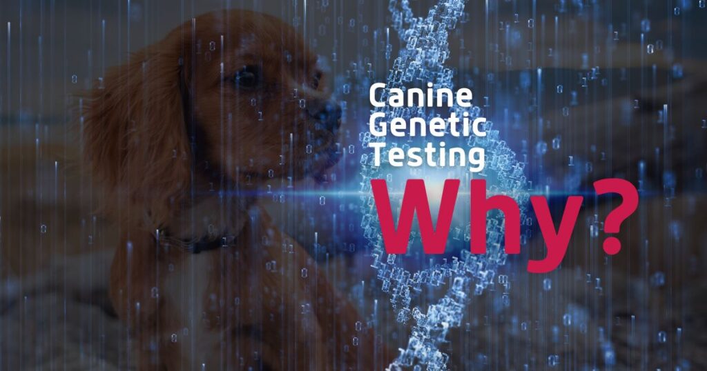 Canine Genetic Testing - WeLovePetsSA