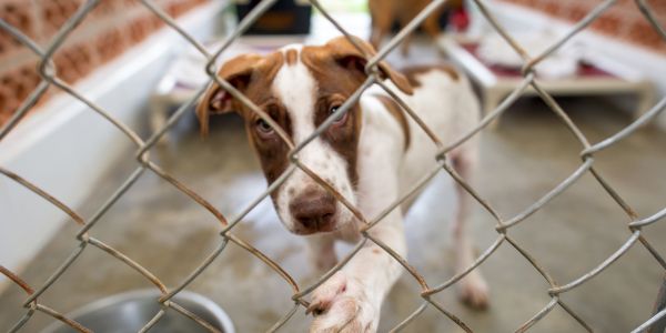 Animal Shelter environment