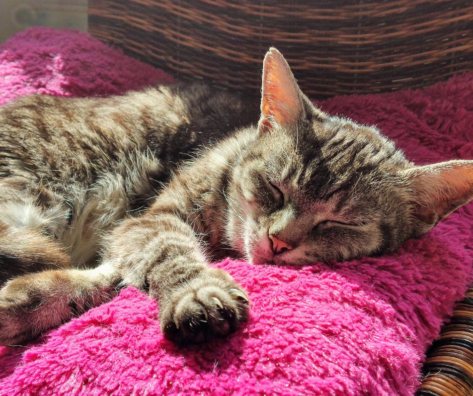 Cute old cat sleeping