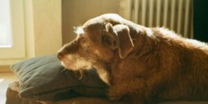 Old dog