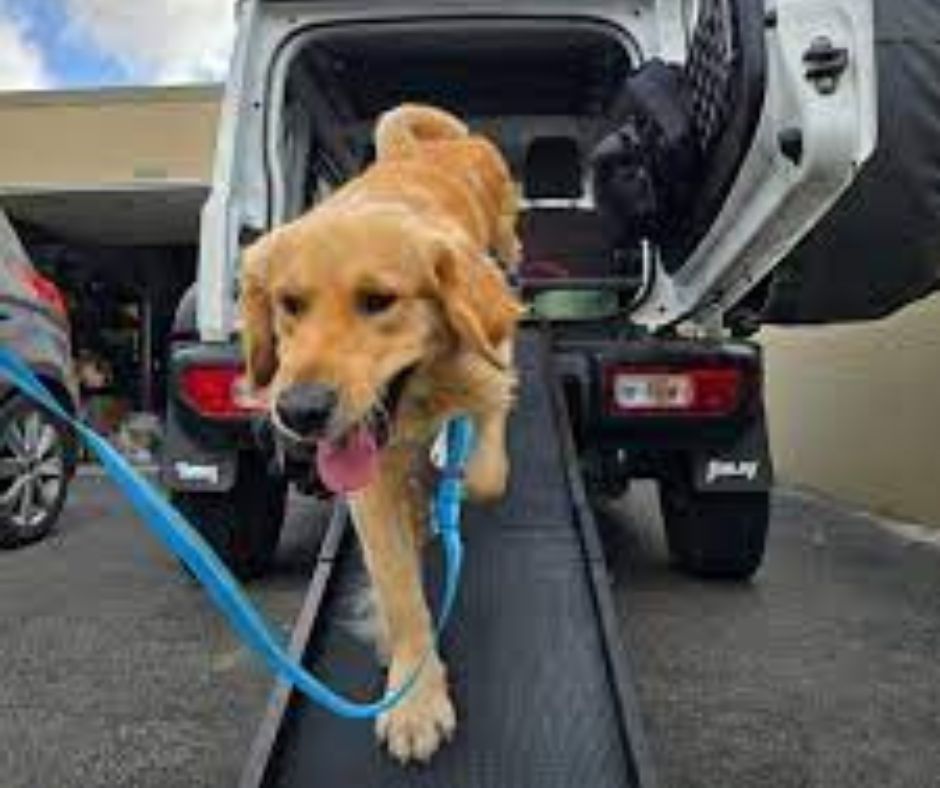 Golden Retriever walking down a SUV Dog Mom SA ramp