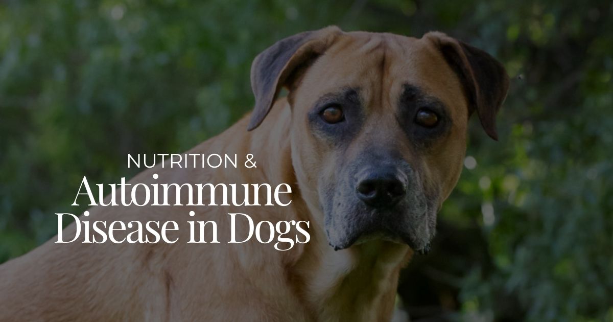 Nutrition and Autoimmune Disease - WeLovePetsSA