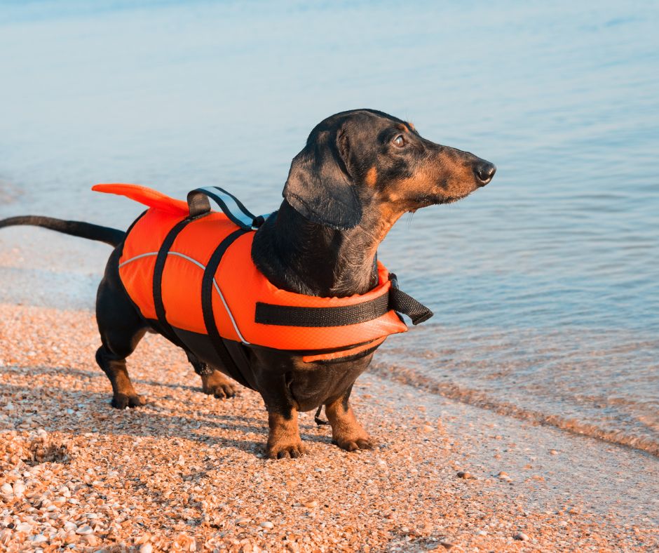 A dachshund wearing a life jacket by water