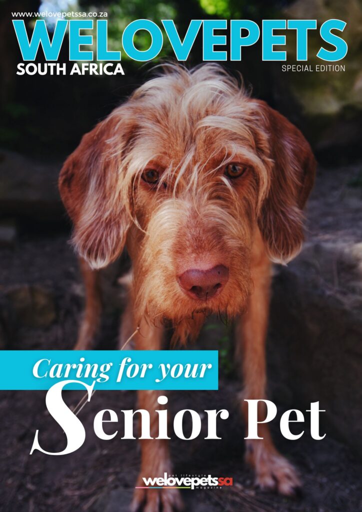 Senior Dogs and Cats