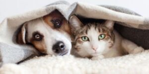 dog and cat hiding under a blanket