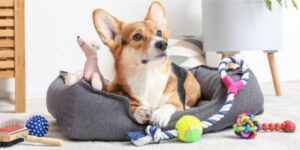 Thrifting for Pet Gear