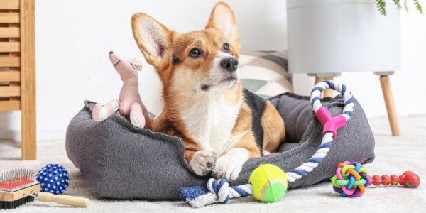 Thrifting for Pet Gear