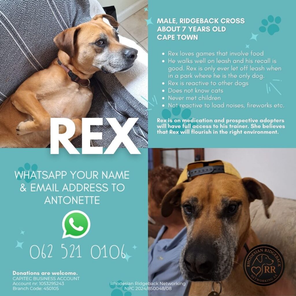 Ridgeback available for adoption