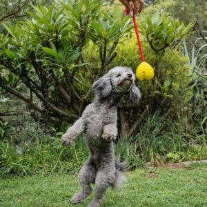 Zugo Pets Dog Toy