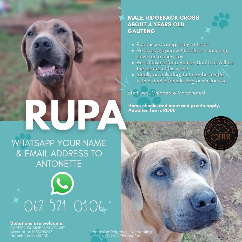 Ridgeback cross male for adoption