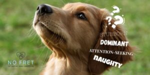 Your dog isn't naughty blog post