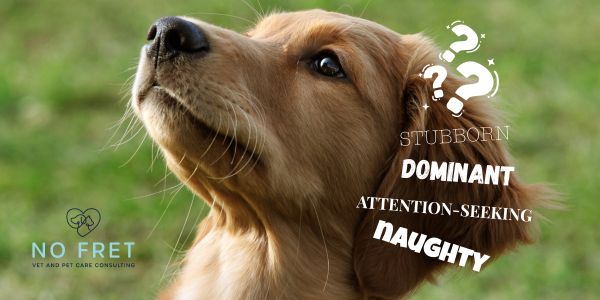 Your dog isn't naughty blog post