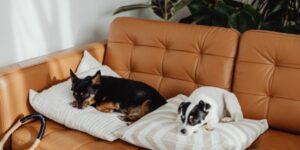Two dogs on a couch