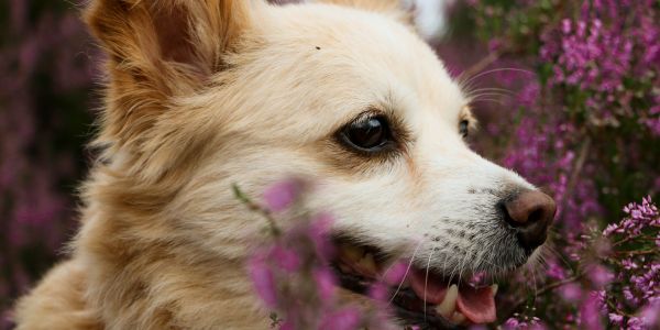 White dog surrounded by herbs