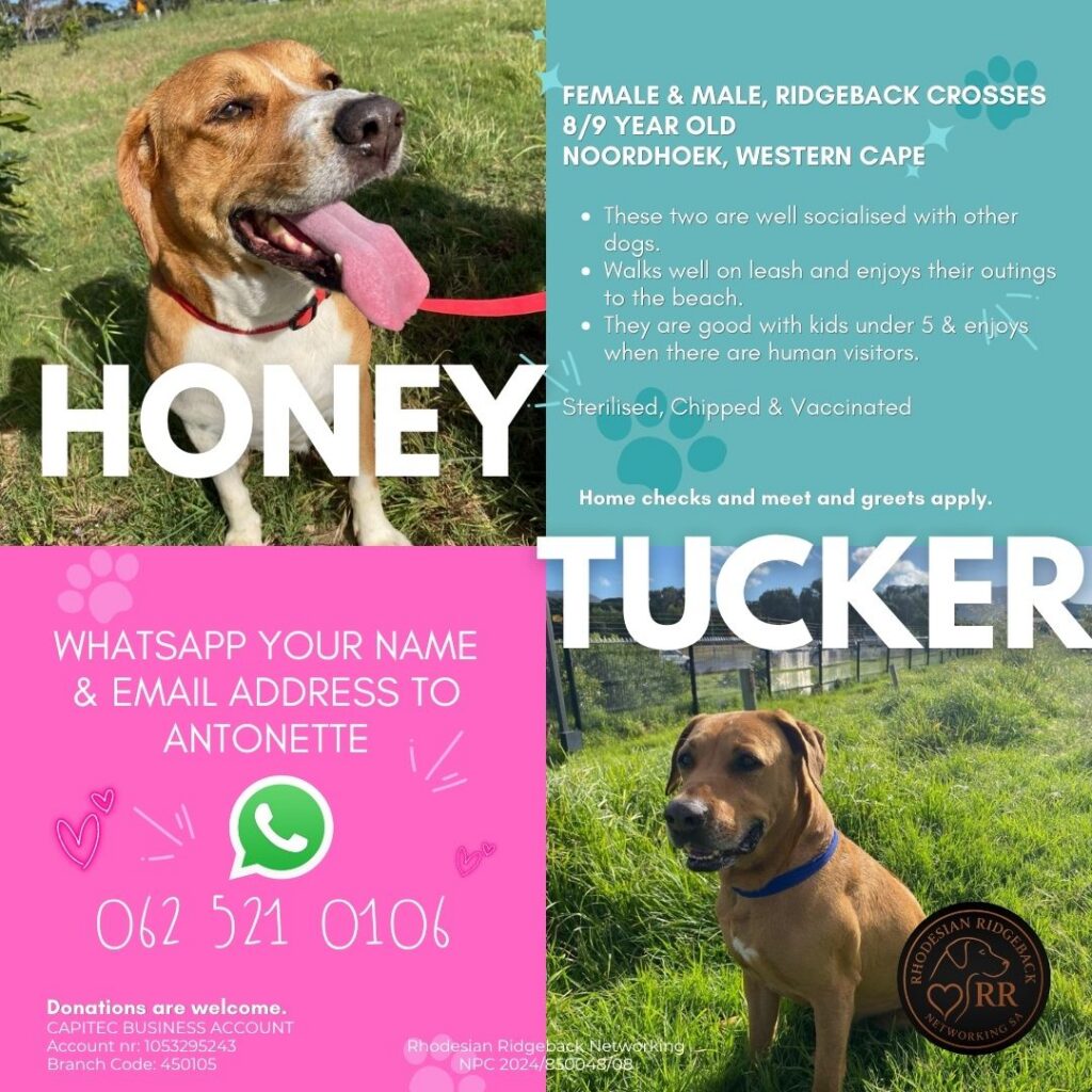 Rhodesian Ridgeback cross available for adoption South Africa