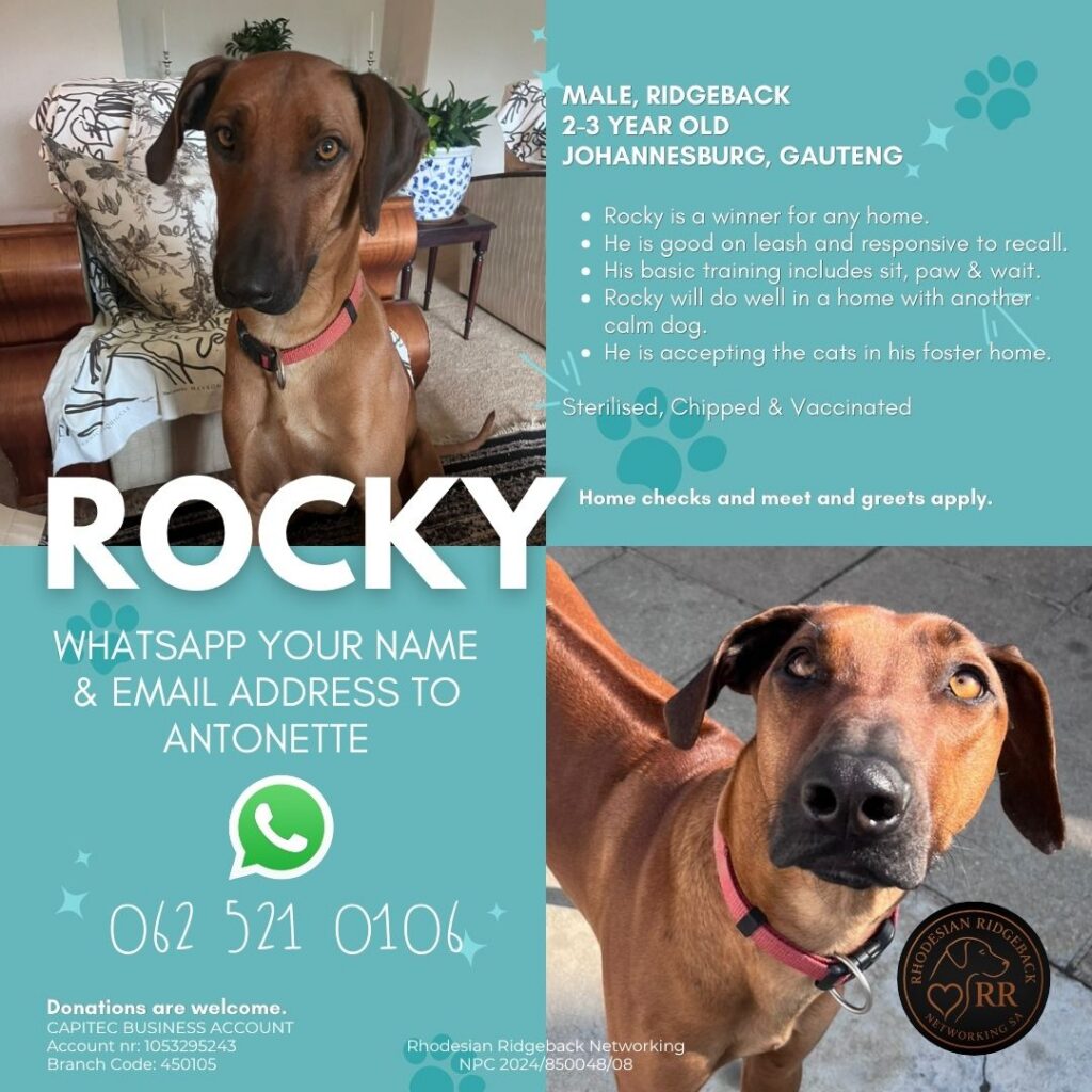 Rhodesian Ridgeback male for adoption in South Africa