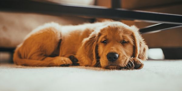 cute puppy