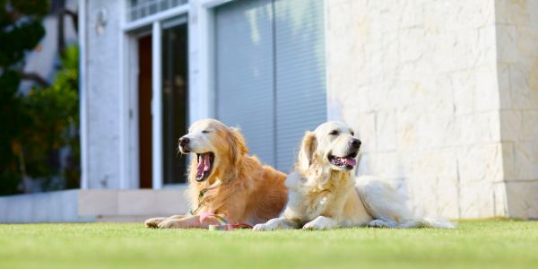Two dogs relaxing outside