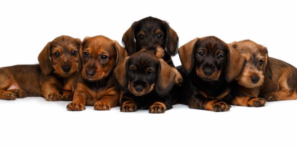 well bred healthy puppies