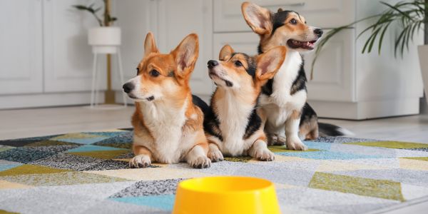 three cute corgis being calm in the kitchen