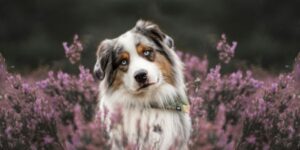 Dog sitting between in a field of herbs