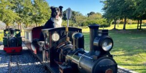 Border Collie sitting aboard a vintage steam train at Winelands Light Rail, Stellenbosch