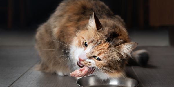 cat eating raw food