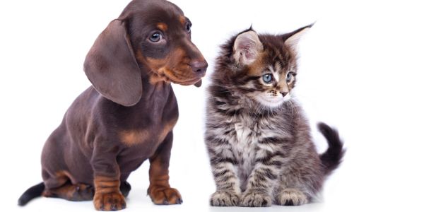 Kitten and a puppy