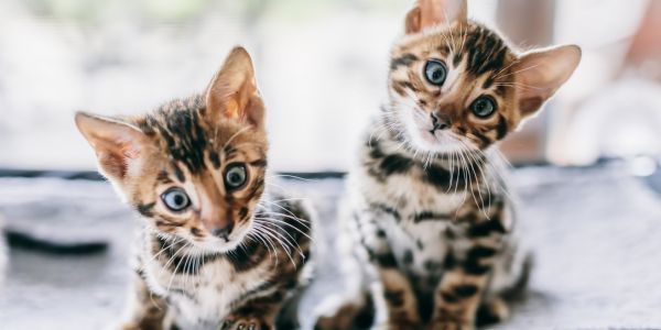 two cute kittens