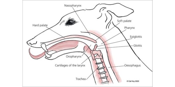 Diagram of a dogs trachea and head