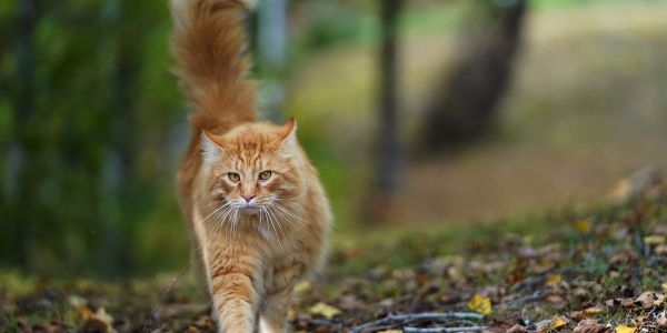 cat with swishing tail