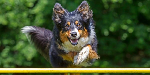 Dog jumping agility