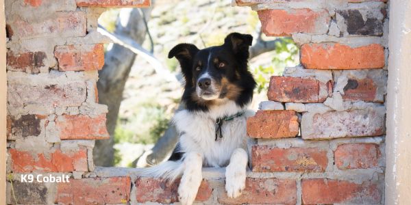 Border Collie search and rescue dog