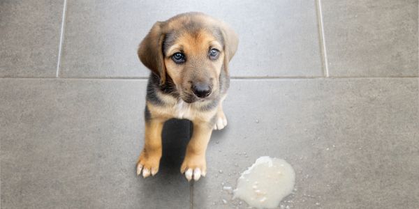 cute little dog that vomited