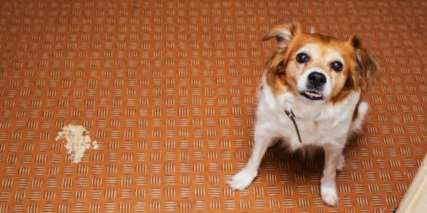 Dog that vomited