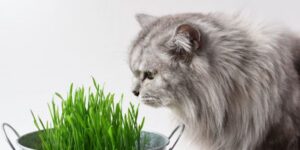 raw fed cats
