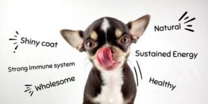 cute dog showing the benefits of raw feeding