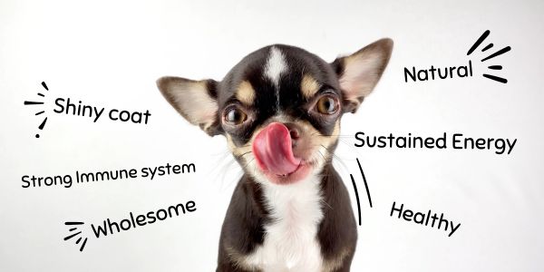 cute dog showing the benefits of raw feeding