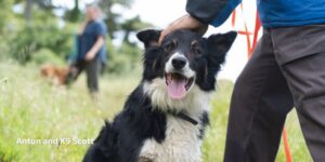 K9SARA search and rescue dog border collie
