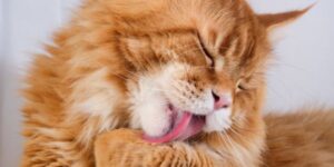 ginger cat licking its paw