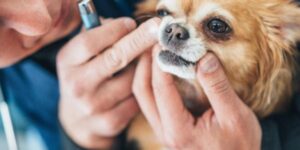 small breed dog being examined by a veterinarian for tracheal collapse